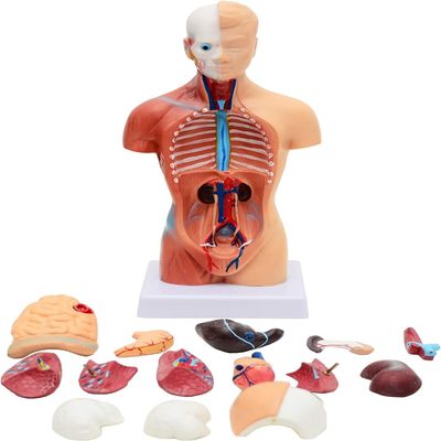 4D Human Torso Body Anatomy 11-Inch Human Organ Model 28Cm Medical Teaching Training Detachable 15 Parts Visceral System Anatomy Medical Model
