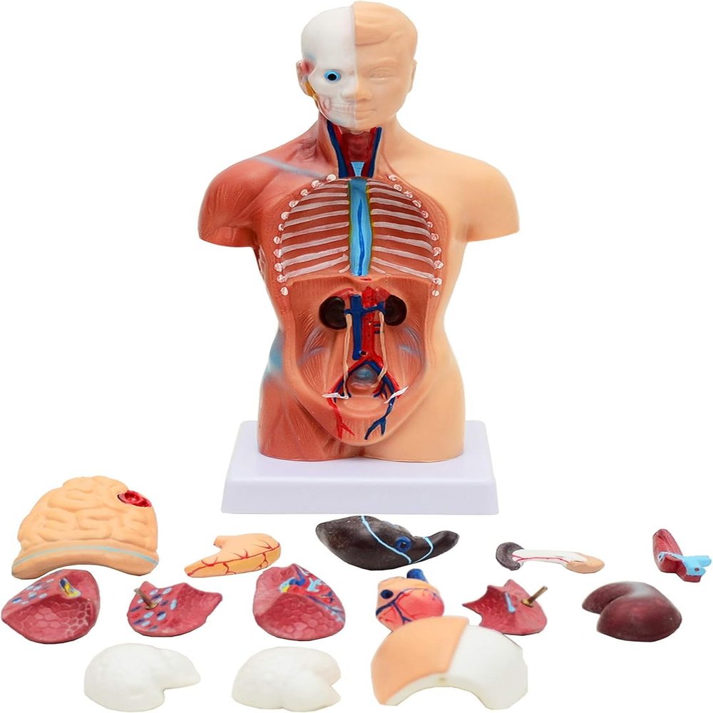 4D Human Torso Body Anatomy 11-Inch Human Organ Model 28Cm Medical Teaching Training Detachable 15 Parts Visceral System Anatomy Medical Model