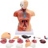 4D Human Torso Body Anatomy 11-Inch Human Organ Model 28Cm Medical Teaching Training Detachable 15 Parts Visceral System Anatomy Medical Model view 1