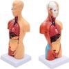 4D Human Torso Body Anatomy 11-Inch Human Organ Model 28Cm Medical Teaching Training Detachable 15 Parts Visceral System Anatomy Medical Model view 2