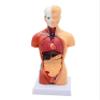 4D Human Torso Body Anatomy 11-Inch Human Organ Model 28Cm Medical Teaching Training Detachable 15 Parts Visceral System Anatomy Medical Model view 3