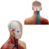 4D Human Torso Body Anatomy 11-Inch Human Organ Model 28Cm Medical Teaching Training Detachable 15 Parts Visceral System Anatomy Medical Model view 4
