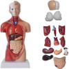 4D Anatomical Model of The Human Torso Internal Organs and Bones with 15-Piece Kit for Medical Teaching and Children's Toys view 1