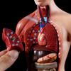 4D Anatomical Model of The Human Torso Internal Organs and Bones with 15-Piece Kit for Medical Teaching and Children's Toys view 2