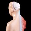 4D Anatomical Model of The Human Torso Internal Organs and Bones with 15-Piece Kit for Medical Teaching and Children's Toys view 3