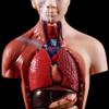 4D Anatomical Model of The Human Torso Internal Organs and Bones with 15-Piece Kit for Medical Teaching and Children's Toys view 4