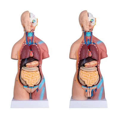 23 Parts Human Body Torso Model 45Cm Anatomy Model Unisex Removable Parts with Heart Visceral Brain Skeleto for Preschool School Science Medical Education Display