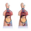 23 Parts Human Body Torso Model 45Cm Anatomy Model Unisex Removable Parts with Heart Visceral Brain Skeleto for Preschool School Science Medical Education Display view 1