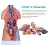 23 Parts Human Body Torso Model 45Cm Anatomy Model Unisex Removable Parts with Heart Visceral Brain Skeleto for Preschool School Science Medical Education Display view 2