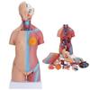 23 Parts Human Body Torso Model 45Cm Anatomy Model Unisex Removable Parts with Heart Visceral Brain Skeleto for Preschool School Science Medical Education Display view 3