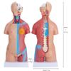 23 Parts Human Body Torso Model 45Cm Anatomy Model Unisex Removable Parts with Heart Visceral Brain Skeleto for Preschool School Science Medical Education Display view 4