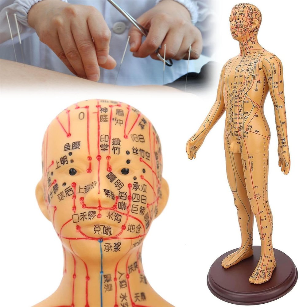 50cm Human Body Acupuncture Model, Male/Female Copper Color Meridians Acupuncture Model, Educational Teaching Tool for Science Learning Education Display,Male