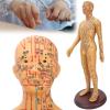 50cm Human Body Acupuncture Model, Male/Female Copper Color Meridians Acupuncture Model, Educational Teaching Tool for Science Learning Education Display,Male view 1