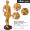50cm Human Body Acupuncture Model, Male/Female Copper Color Meridians Acupuncture Model, Educational Teaching Tool for Science Learning Education Display,Male view 2