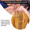 50cm Human Body Acupuncture Model, Male/Female Copper Color Meridians Acupuncture Model, Educational Teaching Tool for Science Learning Education Display,Male view 3
