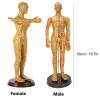 50cm Human Body Acupuncture Model, Male/Female Copper Color Meridians Acupuncture Model, Educational Teaching Tool for Science Learning Education Display,Male view 4