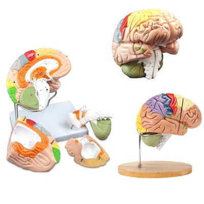 2 Times Life-Size Brain Anatomical Model Color-Coded Human Regiona Brain 4 Parts Detachable Medical Brain Supplement Model Brain Neuroscience Teaching Medical Display Model