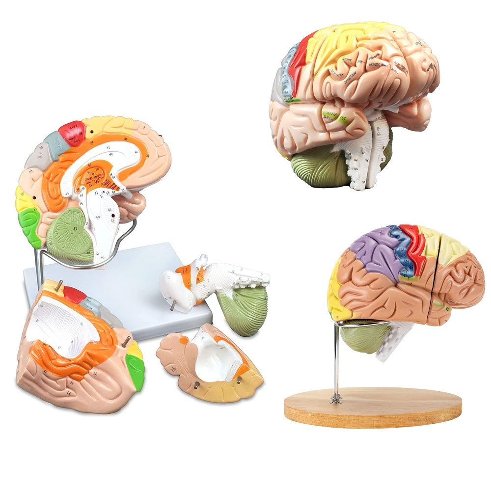 2 Times Life-Size Brain Anatomical Model Color-Coded Human Regiona Brain 4 Parts Detachable Medical Brain Supplement Model Brain Neuroscience Teaching Medical Display Model