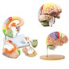 2 Times Life-Size Brain Anatomical Model Color-Coded Human Regiona Brain 4 Parts Detachable Medical Brain Supplement Model Brain Neuroscience Teaching Medical Display Model view 1