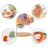 2 Times Life-Size Brain Anatomical Model Color-Coded Human Regiona Brain 4 Parts Detachable Medical Brain Supplement Model Brain Neuroscience Teaching Medical Display Model view 2