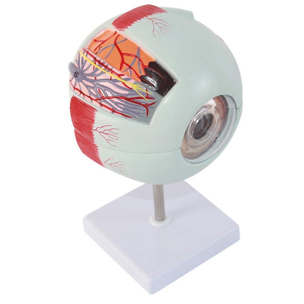 Anatomy Model Human Eye - Human Giant Eye Model - 4D Vision Human Eye Anatomy Model Eyeball - for Medical Educational Aid, Lab Supplies