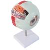 Anatomy Model Human Eye - Human Giant Eye Model - 4D Vision Human Eye Anatomy Model Eyeball - for Medical Educational Aid, Lab Supplies view 1
