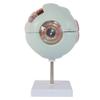 Anatomy Model Human Eye - Human Giant Eye Model - 4D Vision Human Eye Anatomy Model Eyeball - for Medical Educational Aid, Lab Supplies view 2