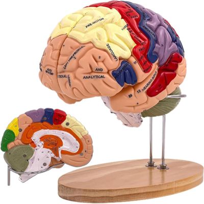 2X Human Brain Model Anatomy, Life Size Human Brain Anatal Model for Neuroscience with 4 Color Coded Detachable Brain Model for Science Medicine