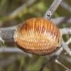 5 - European Praying Egg Cases Aprox 5 to 300 hatchlings per case view 1
