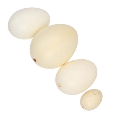 UPKOCH 4Pcs Assorted Color Bird Eggs Model Lifelike Speckled Egg for Easter Decor and Playtime Activities