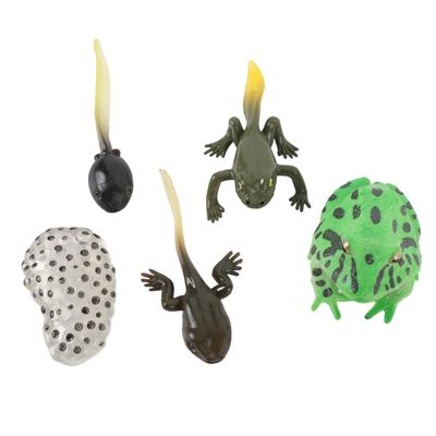 5 Pcs Tadpole Growth Cycle Realistic Detailed PVC Growth Stage Lifelike Tadpole Life Cycle Model Set for Home Office Party Decoration