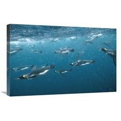 20 x 30 in. King Penguin Group Swimming Underwater, Macquarie Island Art Print - Tui De Roy