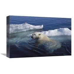 12 x 18 in. Polar Bear Swimming, Wager Bay, Canada Art Print - Flip Nicklin