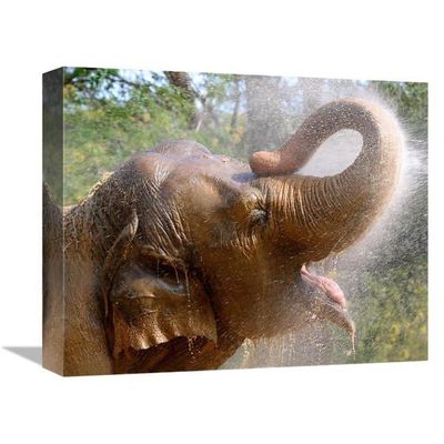 16 in. Elephant Bath Art Print - Vic Schendel