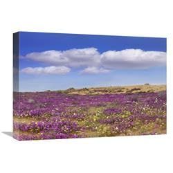 22 in. Sand Verbena Carpeting The Ground, Imperial Sand Dunes, California Art Print - Tim Fitzharris