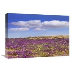 22 in. Sand Verbena Carpeting The Ground, Imperial Sand Dunes, California Art Print - Tim Fitzharris