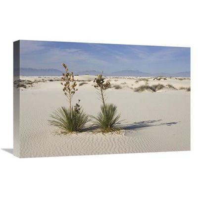 16 x 24 in. Soaptree Yuccas in Gypsum Sand, White Sands National Monument, New Mexico Art Print - Konrad Wothe