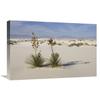 16 x 24 in. Soaptree Yuccas in Gypsum Sand, White Sands National Monument, New Mexico Art Print - Konrad Wothe view 1