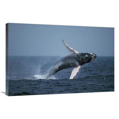 24 x 36 in. Humpback Whale Breaching, Stellwagen Bank Nms, Cape Cod, Massachusetts Art Print - Hiroya Minakuchi