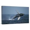 24 x 36 in. Humpback Whale Breaching, Stellwagen Bank Nms, Cape Cod, Massachusetts Art Print - Hiroya Minakuchi view 1