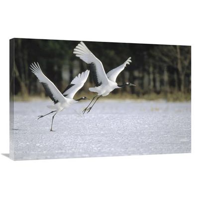 24 x 36 in. Red-Crowned Crane Pair Courting, Hokkaido, Japan Art Print - Konrad Wothe