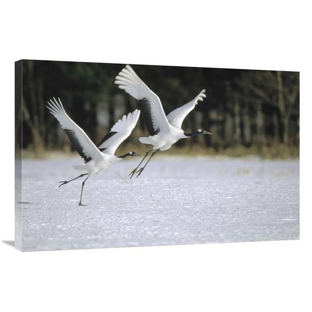 24 x 36 in. Red-Crowned Crane Pair Courting, Hokkaido, Japan Art Print - Konrad Wothe