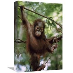 12 x 18 in. Orangutan Infant Hanging from Branch, Borneo Art Print - Konrad Wothe