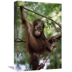 12 x 18 in. Orangutan Infant Hanging from Branch, Borneo Art Print - Konrad Wothe