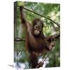 12 x 18 in. Orangutan Infant Hanging from Branch, Borneo Art Print - Konrad Wothe view 1