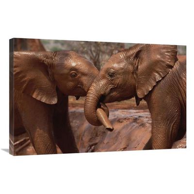 24 x 36 in. Orphans Natumi & Idle Playing in Mud Bath Tsavo East NP Kenya Art Print - Gerry Ellis