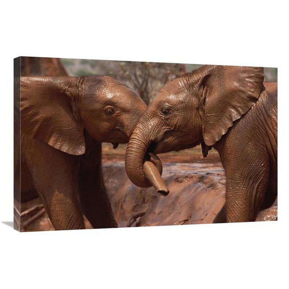 24 x 36 in. Orphans Natumi & Idle Playing in Mud Bath Tsavo East NP Kenya Art Print - Gerry Ellis