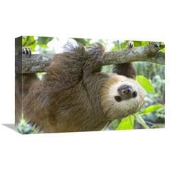 12 x 18 in. Hoffmanns Two-Toed Sloth Six Month Old Orphan in Tree, Aviarios Sloth Sanctuary, Costa Rica Art Print - Suzi Eszterhas