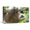 12 x 18 in. Hoffmanns Two-Toed Sloth Six Month Old Orphan in Tree, Aviarios Sloth Sanctuary, Costa Rica Art Print - Suzi Eszterhas view 1