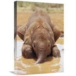 16 x 24 in. Orphan Baby Isholta Playing in Mud Bath, Tsavo East NP, Kenya Art Print - Gerry Ellis